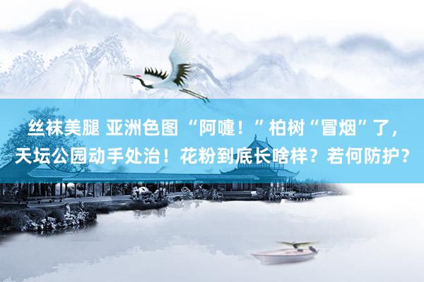 丝袜美腿 亚洲色图 “阿嚏！”柏树“冒烟”了，天坛公园动手处治！花粉到底长啥样？若何防护？